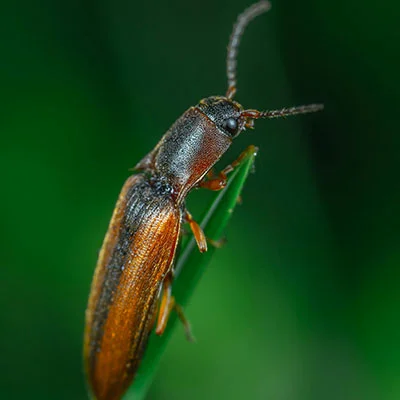 4月20日|19.7M/S，V2ray节点/SSR节点/Clash节点/Shadowrocket节点|免费订阅机场Vmess免费梯子