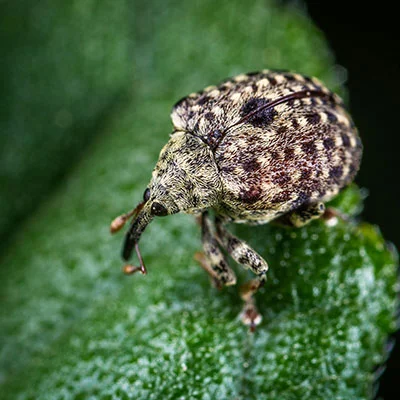 4月17日|20.7M/S，Clash节点/V2ray节点/Shadowrocket节点/SSR节点|免费订阅机场Vmess免费梯子