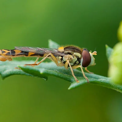 4月18日|18.7M/S，Shadowrocket节点/SSR节点/Clash节点/V2ray节点|免费订阅机场Vmess免费梯子