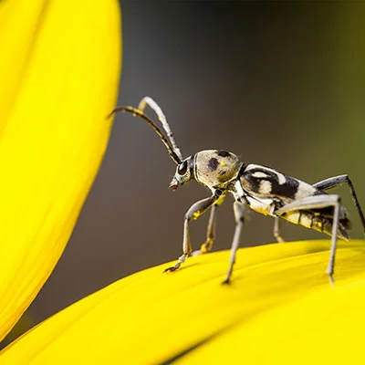 4月15日|20.6M/S，Shadowrocket节点/Clash节点/SSR节点/V2ray节点|免费订阅机场Vmess免费梯子