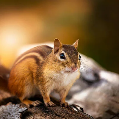 漫画激斗中文版完全指南：从下载入门到高手进阶全解析