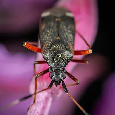 解密 Shadowrocket 与 SSR：打造安全高效的科学上网体验