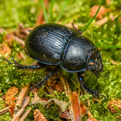 小猴子科学上网VIP全方位指南：解锁全球互联网的自由之门