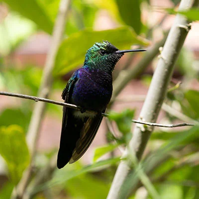 4月25日|22.2M/S，Shadowrocket节点/V2ray节点/Clash节点/SSR节点|免费订阅机场Vmess免费梯子