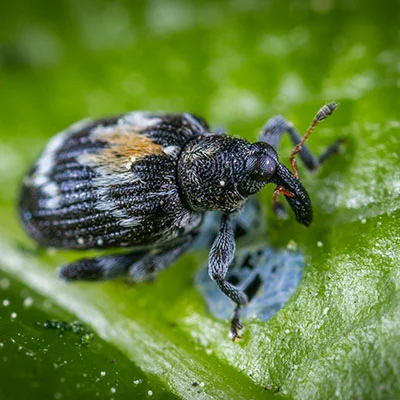 数字时代的双翼：掌握优雅上网与科学上网的艺术