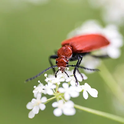 iPhone科学上网全攻略：解锁数字世界的钥匙
